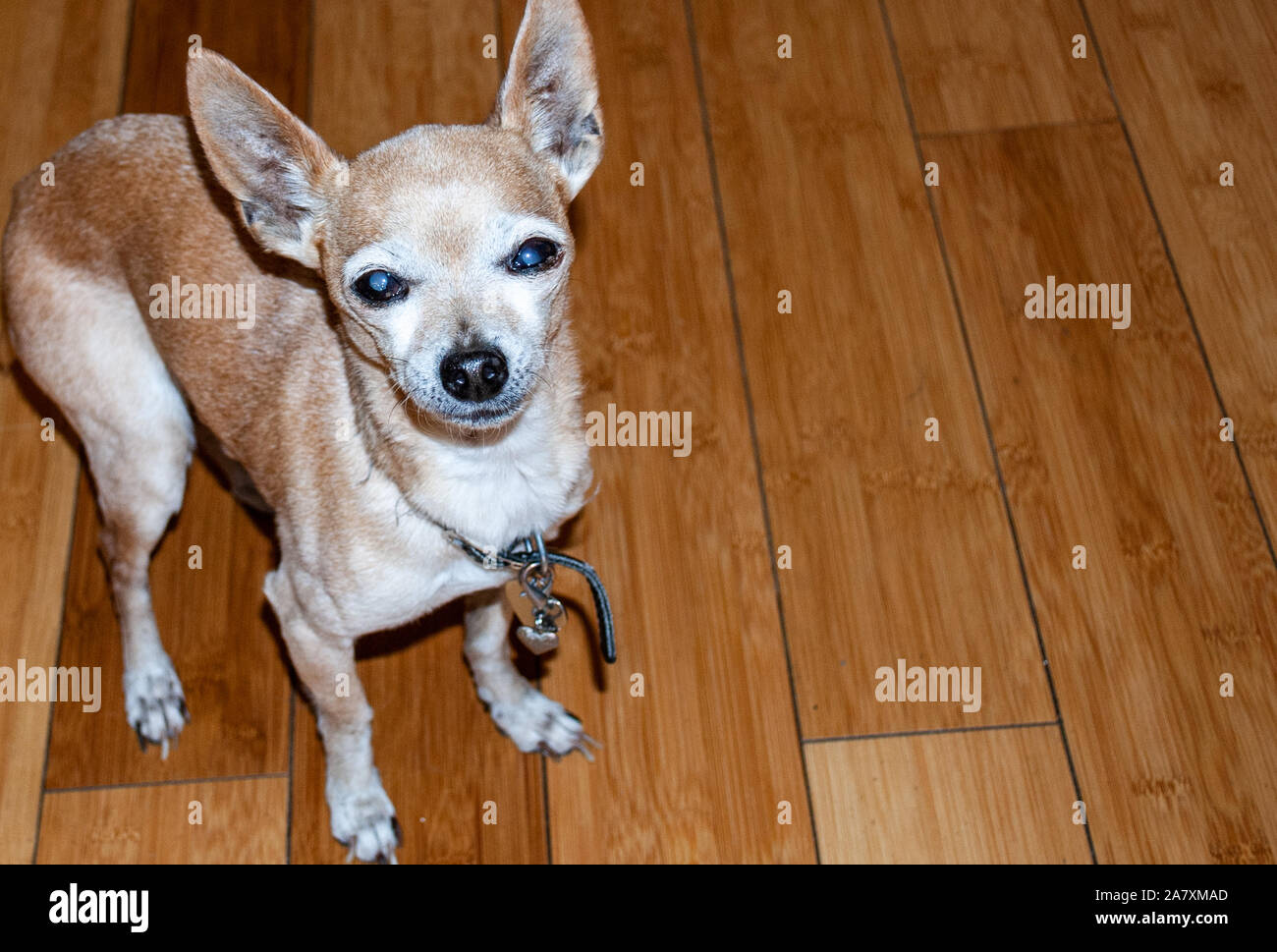 schöner Hund Stockfoto