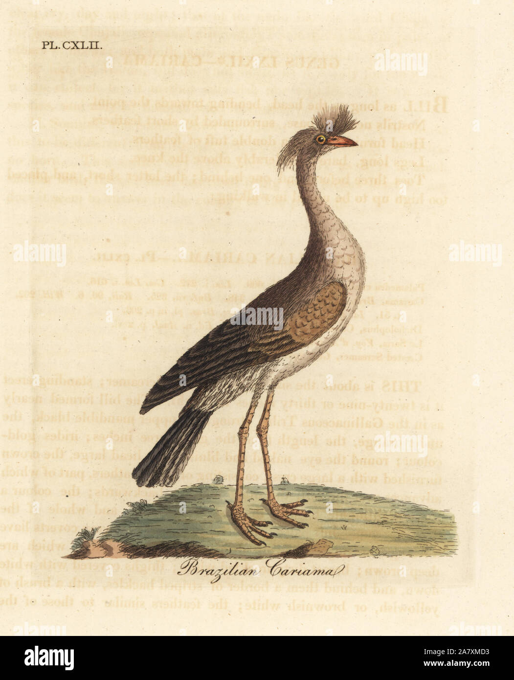 Red-legged seriema oder Crested cariama, Cariama cristata (Brasilien, Palamedea cariama cristata). Papierkörbe Kupferplatte gezeichnet und von John Latham aus seiner eigenen eine allgemeine Geschichte der Vögel, Winchester, 1824 eingraviert. Stockfoto