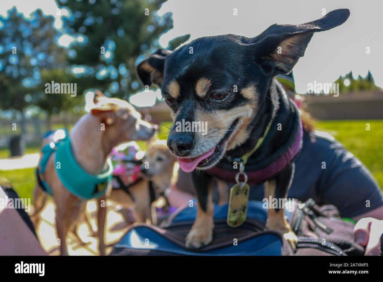 Hunde im Park Stockfoto