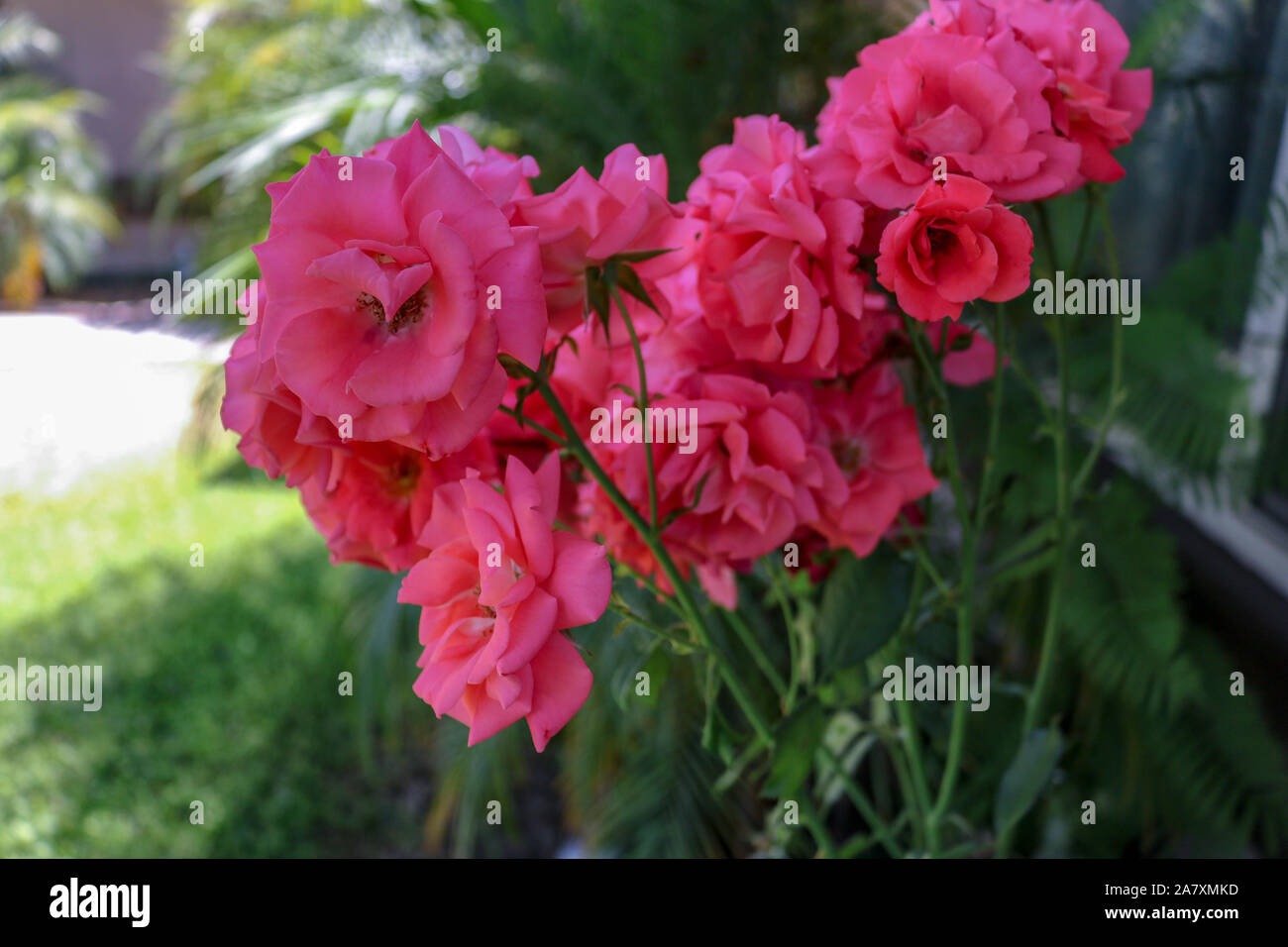 Ziemlich Rosen Stockfoto