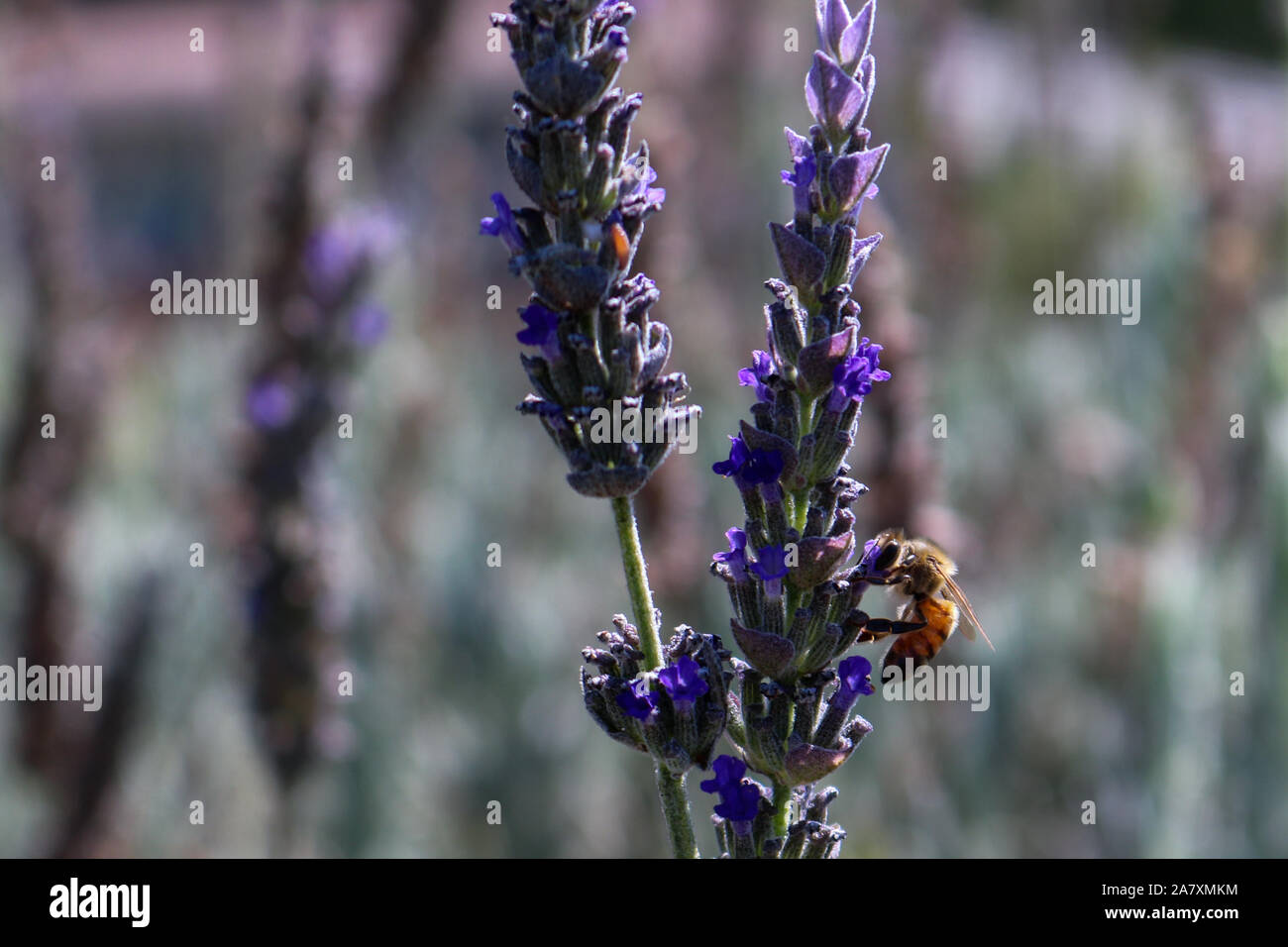 Lila Blumen und Bienen Stockfoto