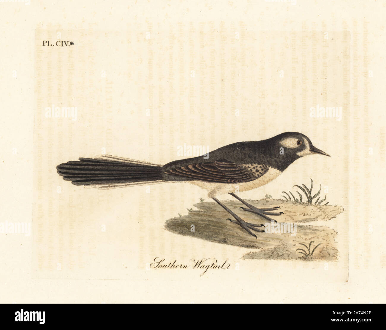 Grau fantail, Rhipidura albiscapa (Südliche Bachstelze, auf einem Gemälde des Port Jackson Maler). Papierkörbe Kupferplatte gezeichnet von John Latham aus seiner eigenen eine allgemeine Geschichte der Vögel, Winchester, 1823 graviert und. Stockfoto