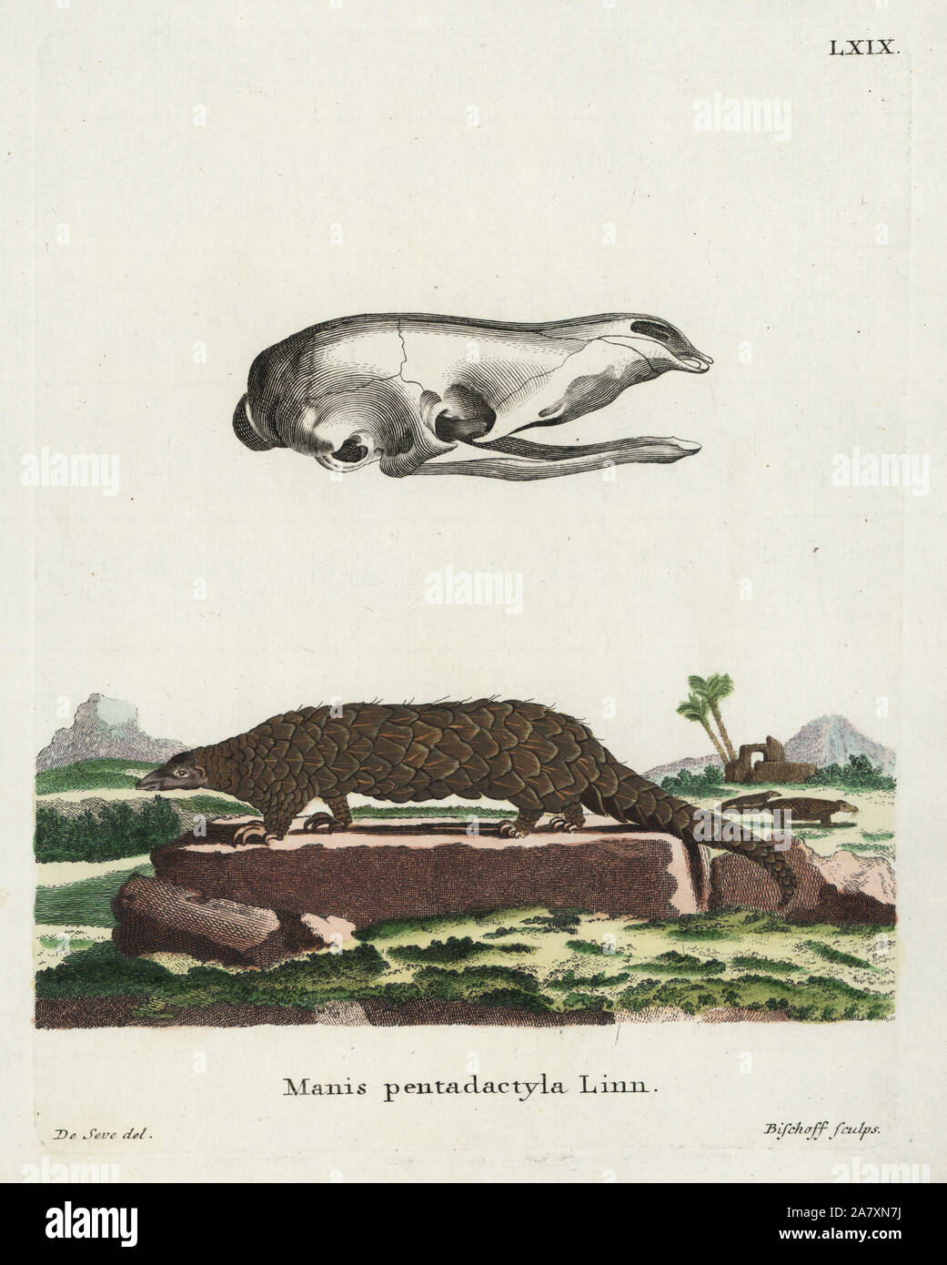 Chinesische Pangolin, Manis Pentadactyla. Kritisch gefährdet. Illustration von Jacques de Seve, durch Bischoff eingraviert. Papierkörbe Kupferstich von Johann Christian Daniel Schreber's Animal Abbildungen nach der Natur, oder schreber's fantastische Tiere, Erlangen, Deutschland, 1775. Stockfoto