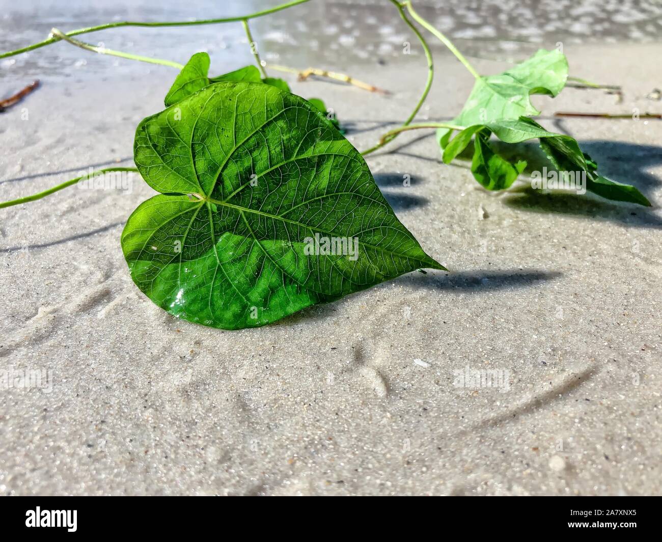 Herzförmige Blätter auf Jupiter Island Beach, Florida Stockfoto