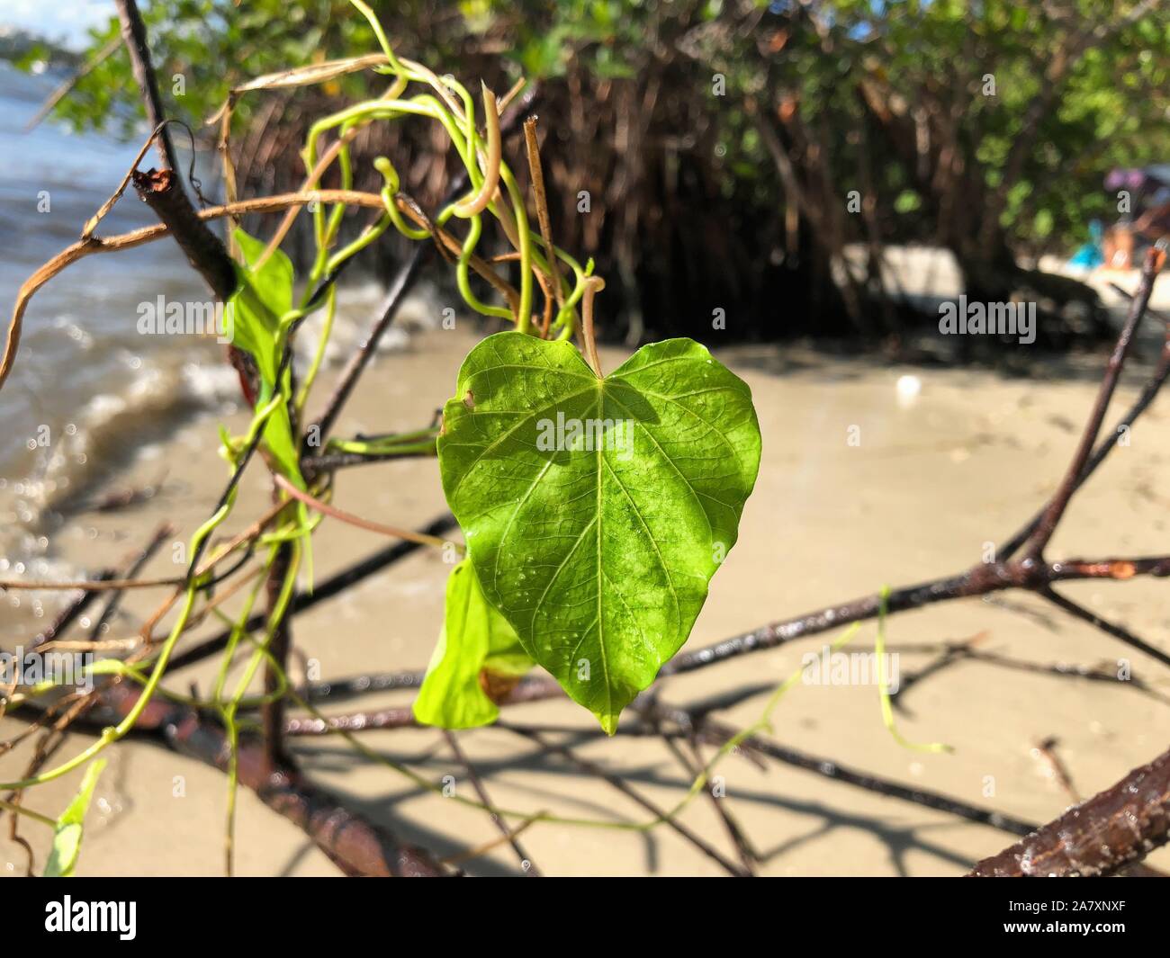 Herzförmige Blätter auf Jupiter Island Beach, Florida Stockfoto