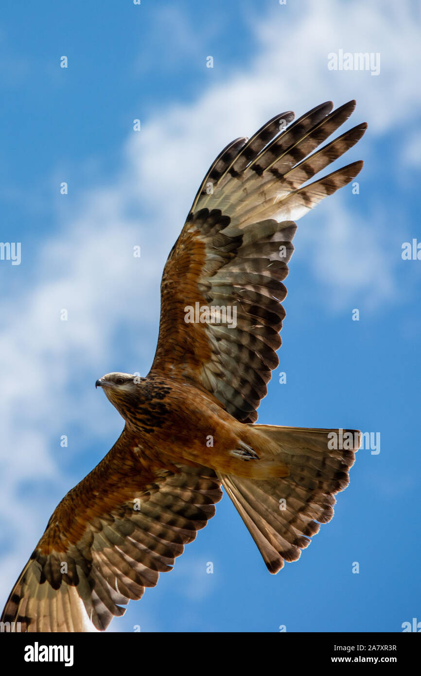 Wildtiere, ein Vogel, der von unten fliegt. Fischadler im Flug durch den Himmel, Flügel ausgestreckt, blauer Himmel mit weißen, flauschigen Wolken, Australien Stockfoto