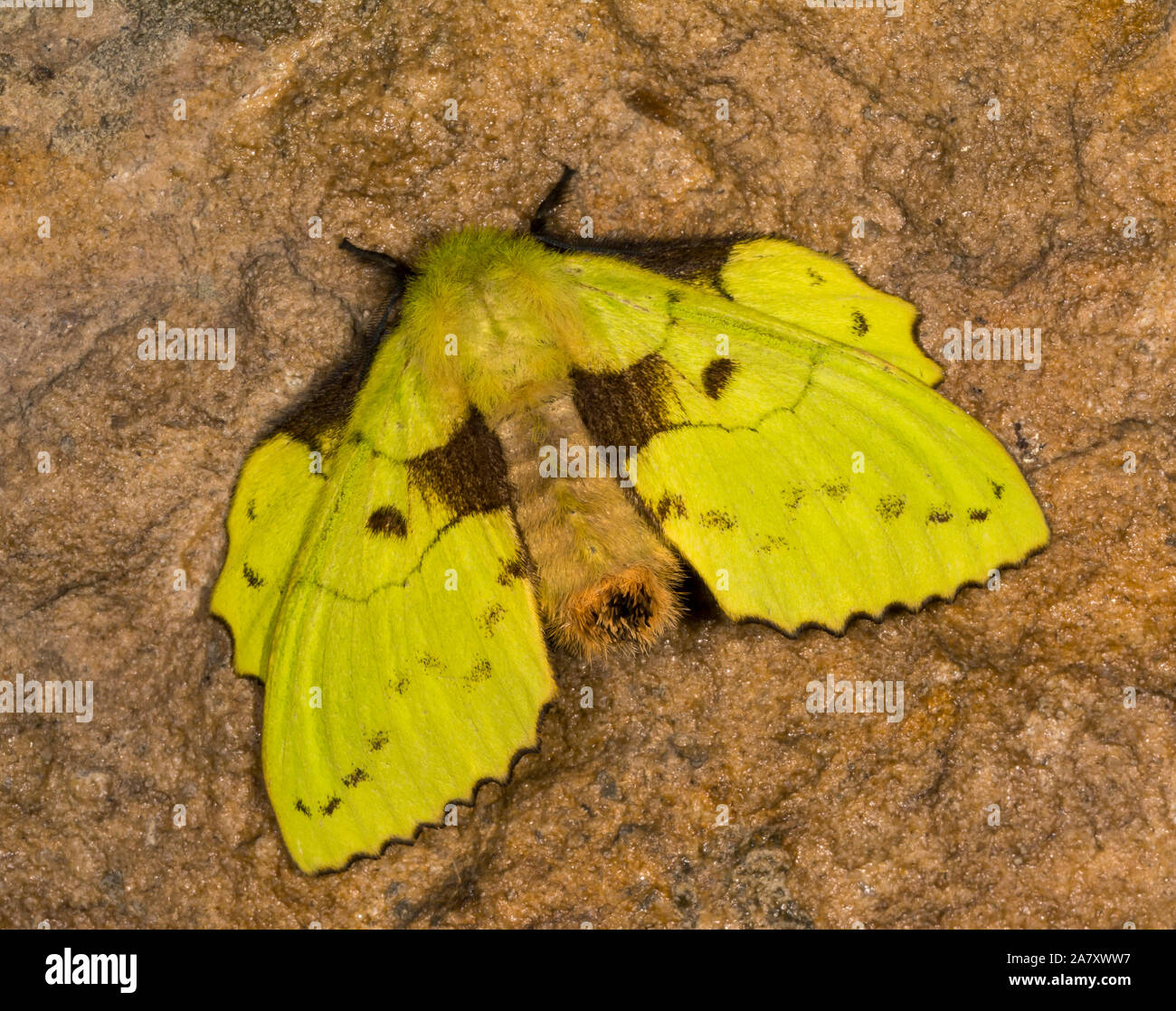 Lappet Motte, Familie Lasiocampidae, Meghalaya, Indien Stockfoto