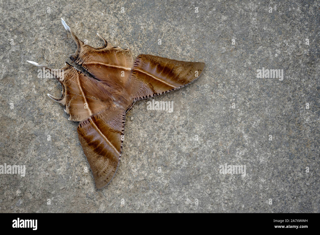 Tropische schwanz Motte schlucken, "Lyssas zampa, Kohima, Nagaland, Indien Stockfoto