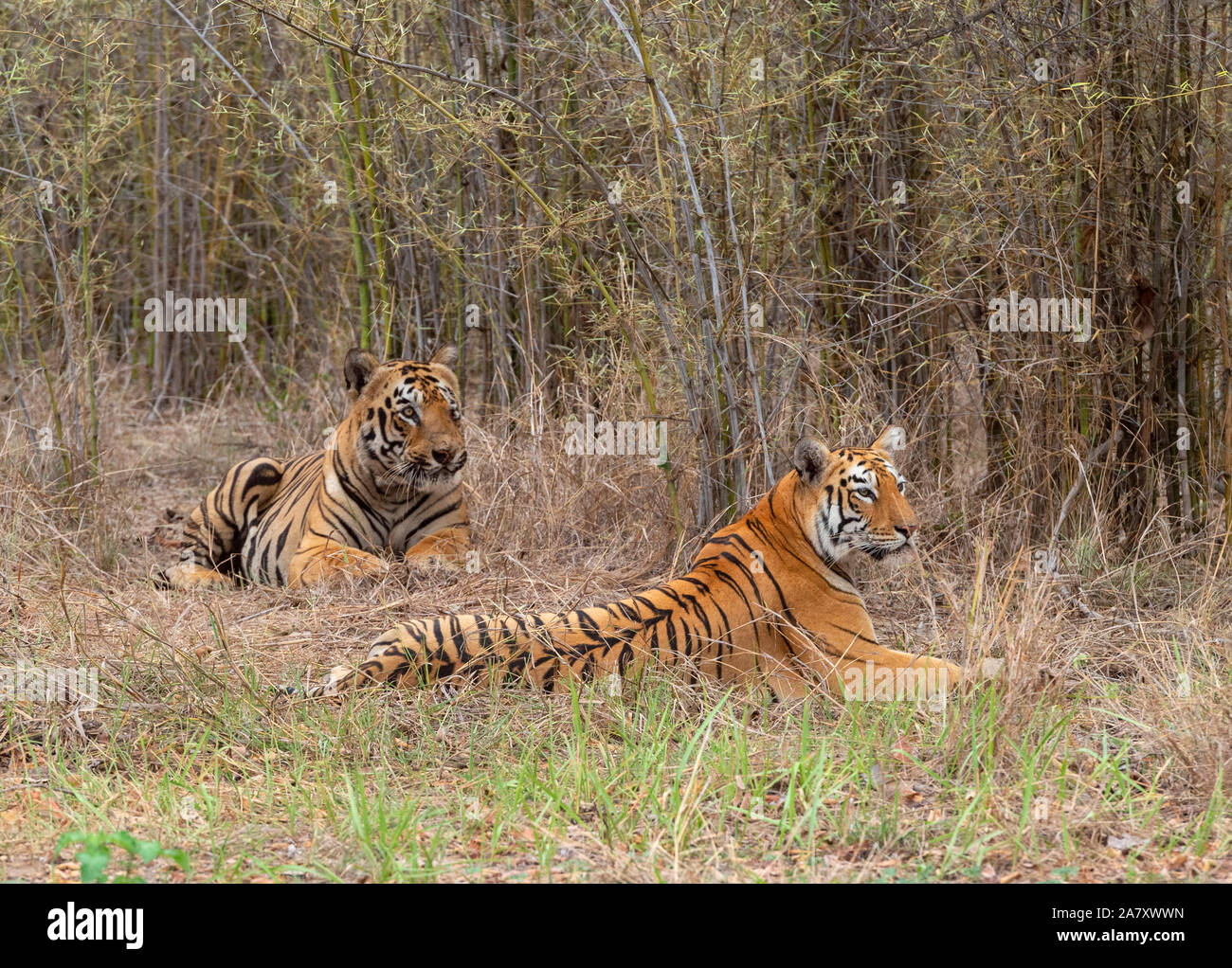 Tiger Gabbar und Maya, Panthera tigris, Tadoba, Maharashtra, Indien Stockfoto