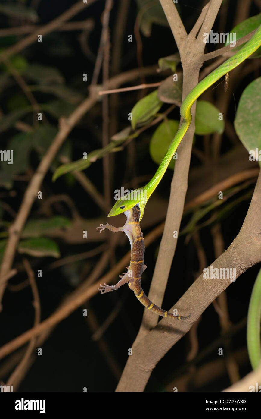 Weinstock Schlange töten Gecko, Ahaetulla nasuta, Matheran, Maharashtra, Indien Stockfoto