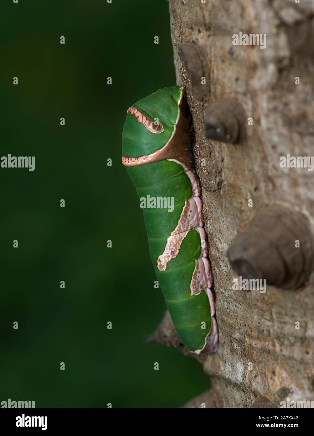 Common Mormon Caterpillar, Mumbai, Maharashtra, Indien Stockfoto