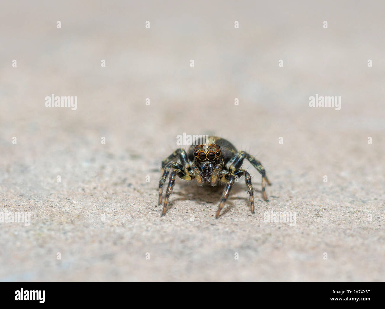 Jumping Spider, Sikkim, Indien Stockfoto