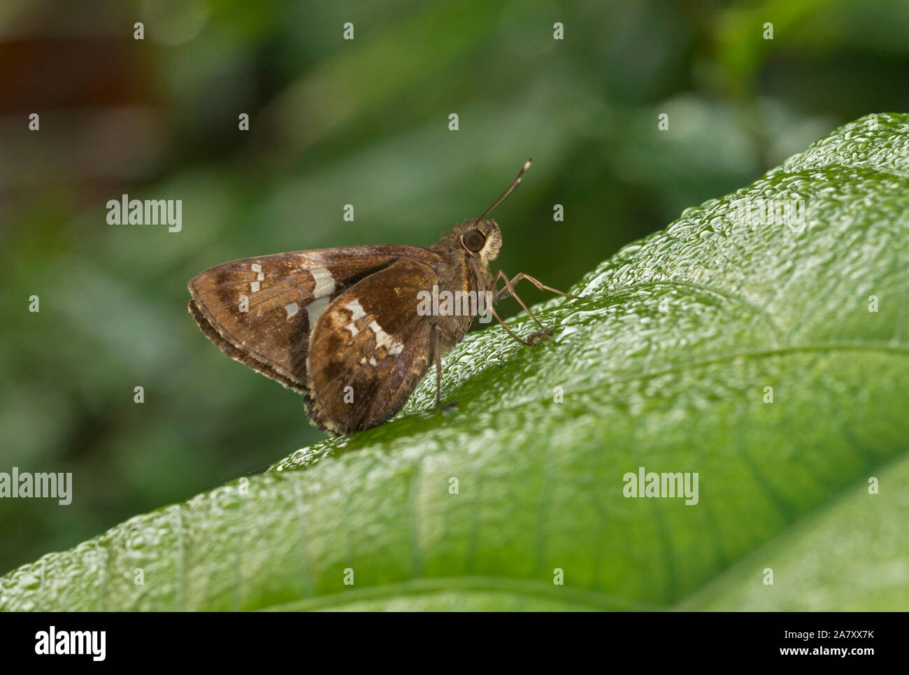 Baum Flitter, Hyarotis adrastus, Schmetterling, Garo Hills, Meghalaya, Indien Stockfoto