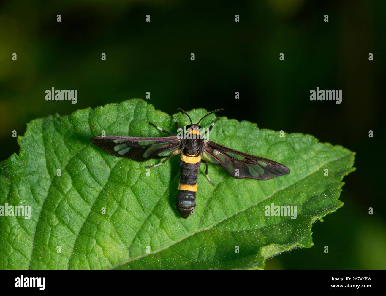 Amata Cysseus, die Magd Motte, Garo Hills, Meghalaya, Indien Stockfoto