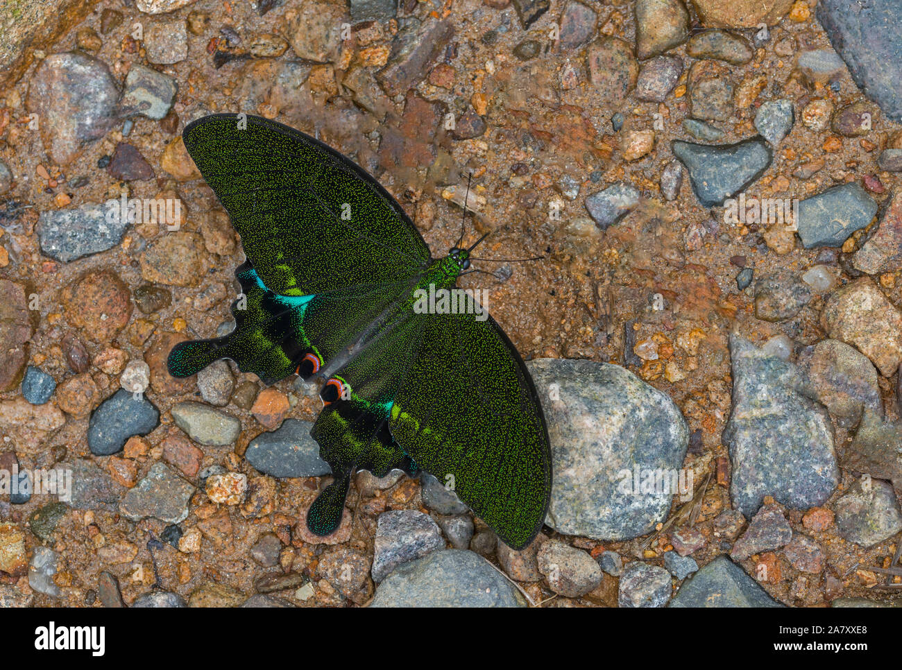 Paris Peacock, Papilio paris, Schmetterling, Garo Hills, Meghalaya, Indien Stockfoto