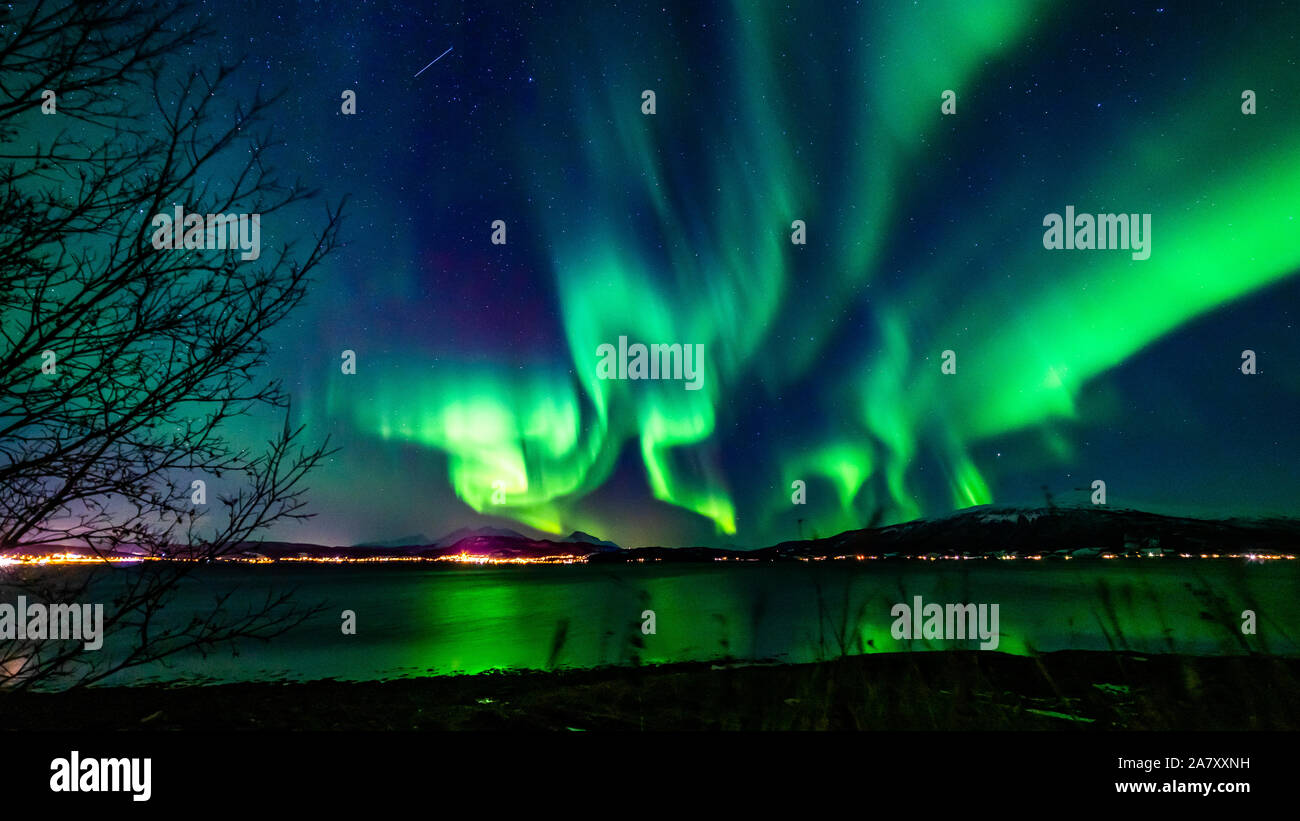 Nordlicht, Aurora Borealis, Troms, Norwegen, Reflexionen über den Fjord, tanzenden Lichter, Aussicht über den Fjord, Baum vor Stockfoto