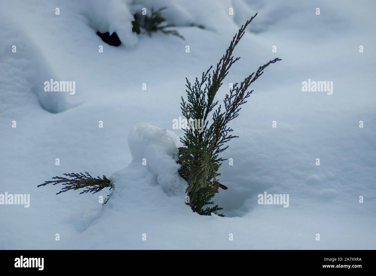 Winter Blick auf mit Schnee Zweig Grüner Baum im Park, Sofia, Bulgarien Stockfoto
