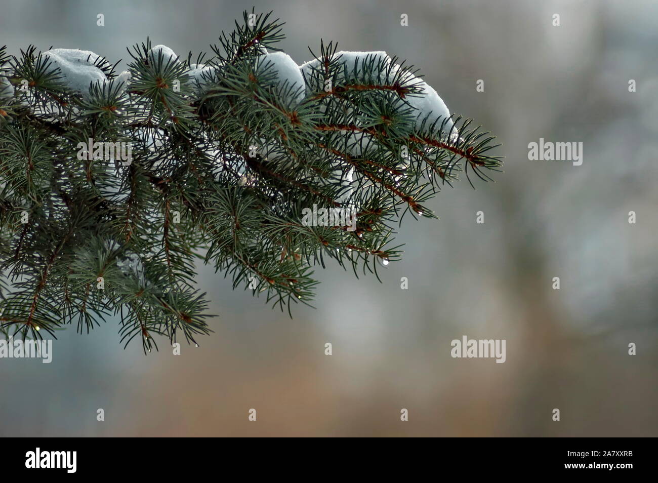 Winter Blick auf mit Schnee Zweig Grüner Baum im Park, Sofia, Bulgarien Stockfoto