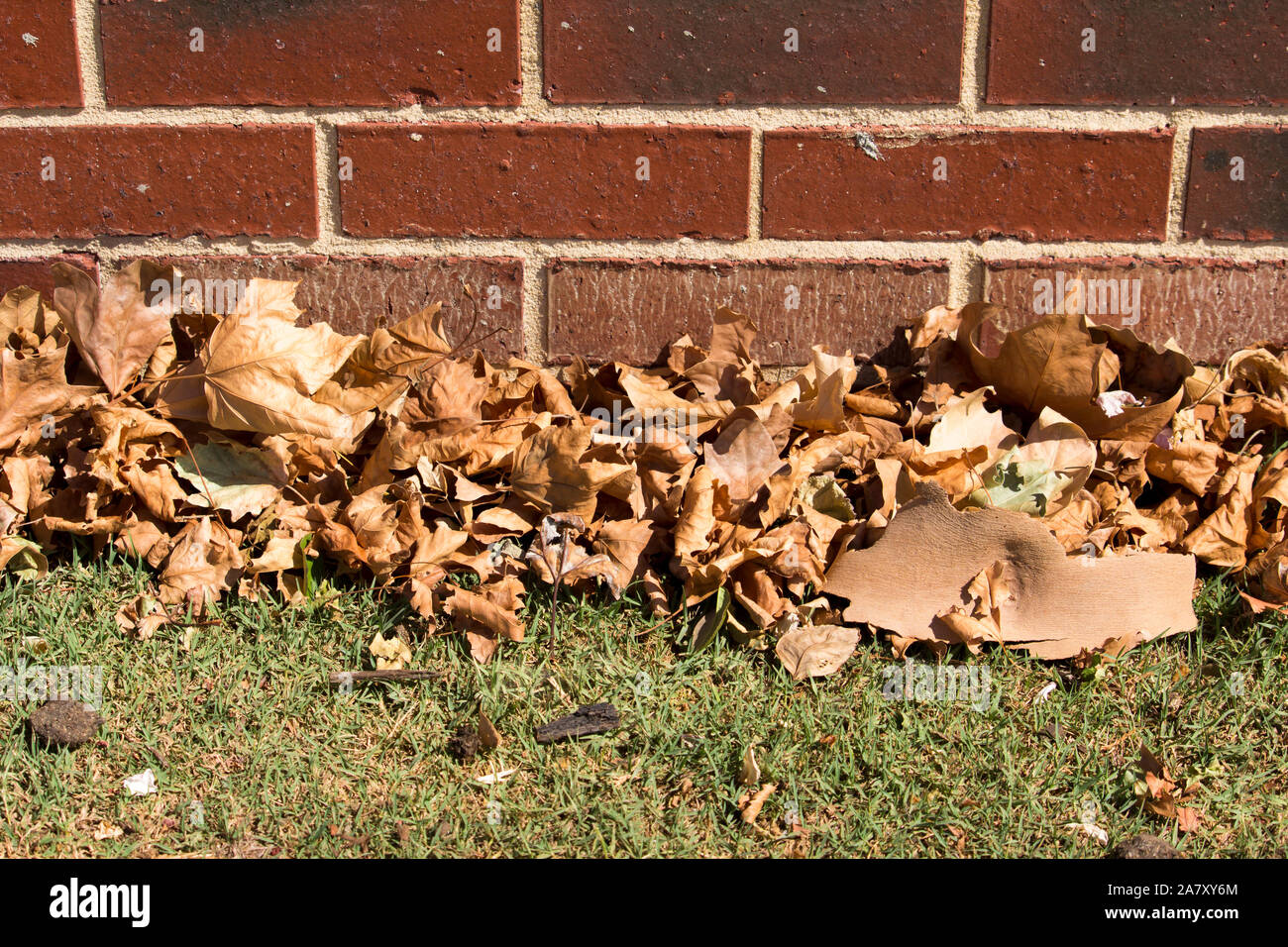 Gefallenen getrocknete braune Blätter von der Platanen liegt auf dem grünen Rasen im Spätsommer Beginn der kühleren Herbst Herbst Jahreszeit einläutet. Stockfoto