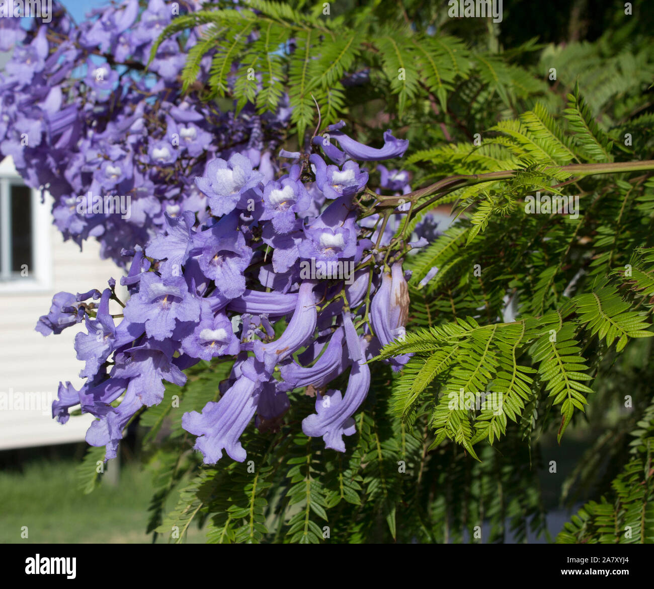 Spektakuläre lila Blüten von Jacaranda mimosifolia eine Gattung von 49 Arten von Blütenpflanzen in der Familie der Bignoniaceae Sommer Landschaft schmücken. Stockfoto