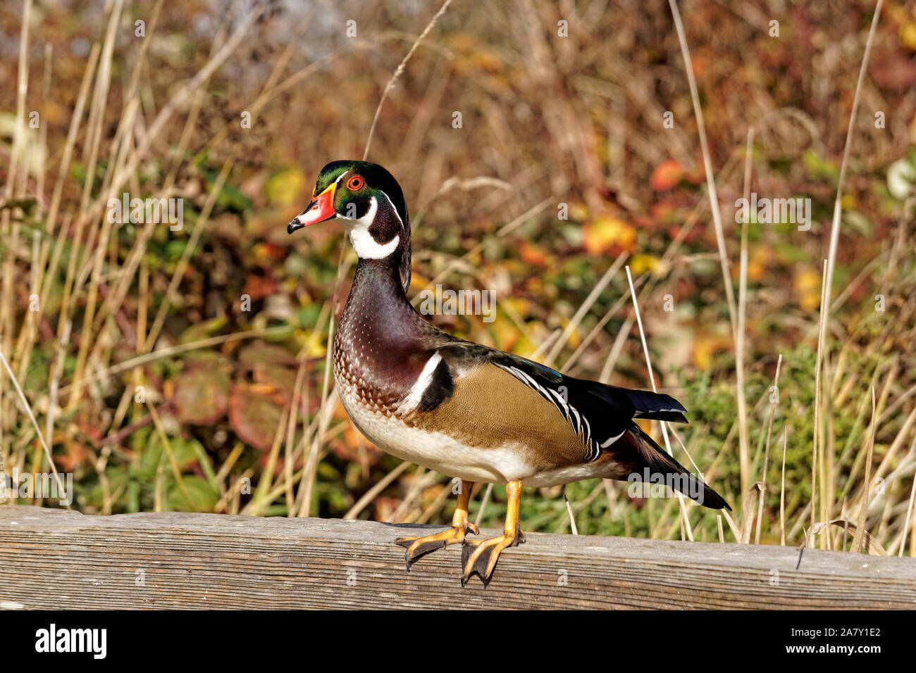 Eine bunte männlichen Holz Ente (Aix sponsa) hocken auf einem hölzernen Zaun am George C. Reifel wandernden Vogelschutzgebiet, Delta, BC, Kanada Stockfoto
