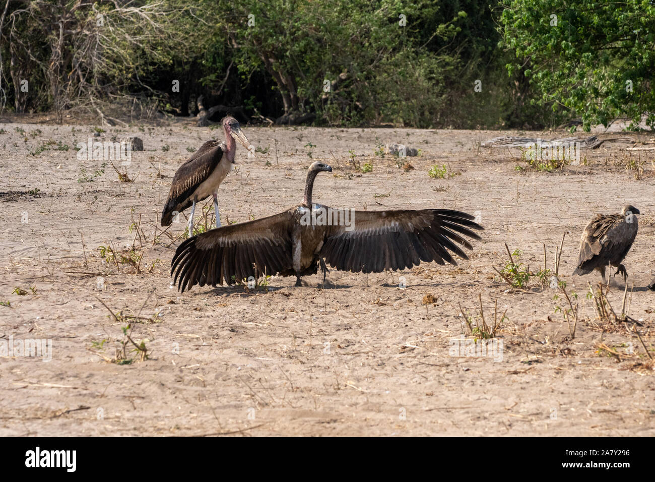 Weiß-backed Vulture (Tylose in Africanus) Stockfoto