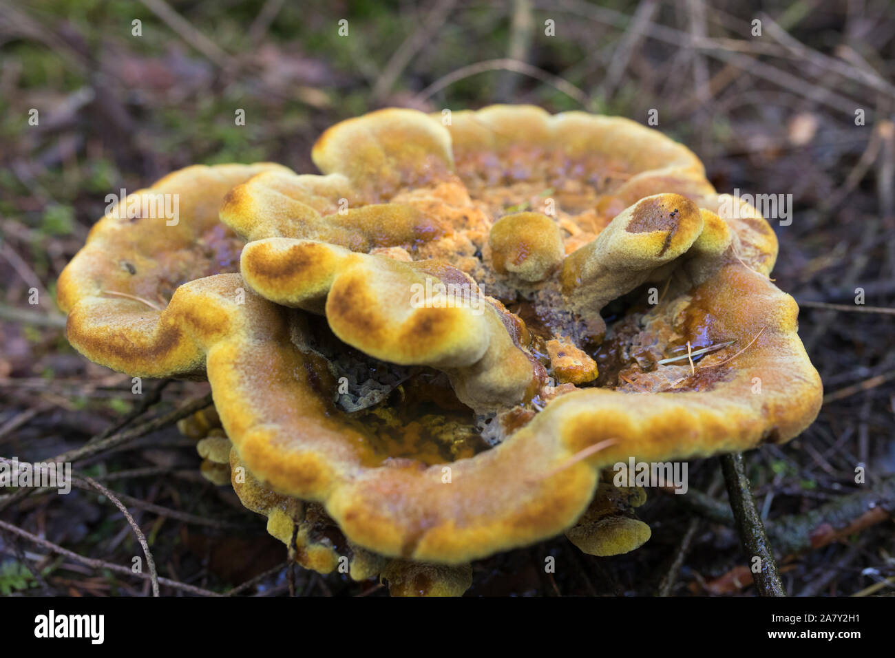 Gelb samt - top Pilz (Phaeolus schweinitzii) wächst in einem Wald in den Niederlanden im Herbst Stockfoto