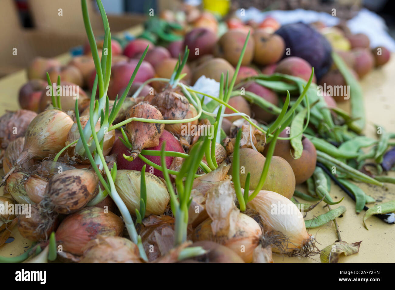 Gerade geerntete homegrown Zwiebeln und Äpfel auf einem Tisch im Herbst Stockfoto