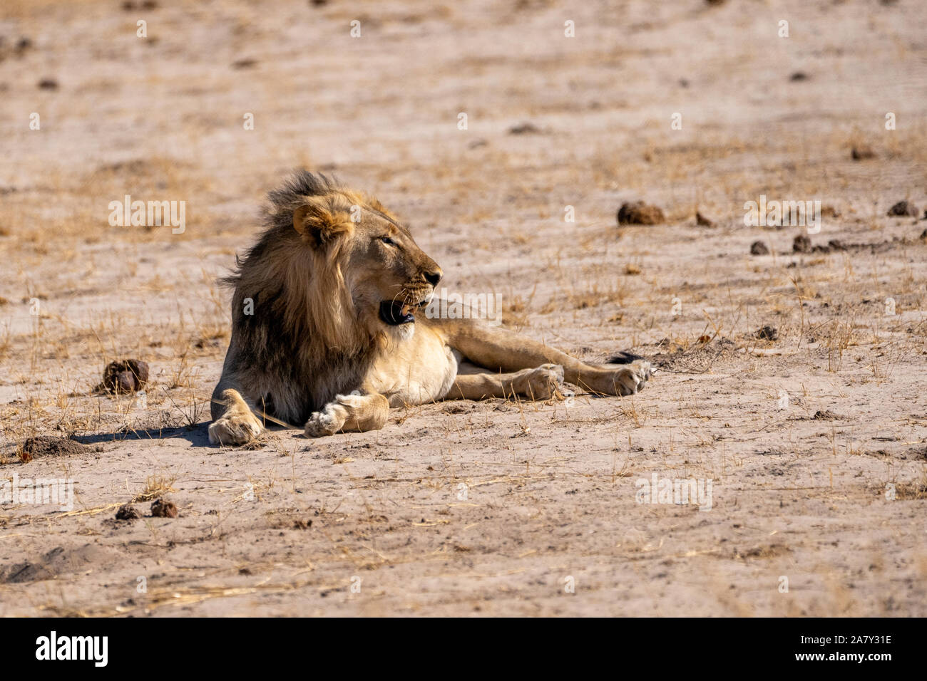 Männliche Löwe in ‪Hwange Nationalpark Nationalpark Simbabwe Stockfoto