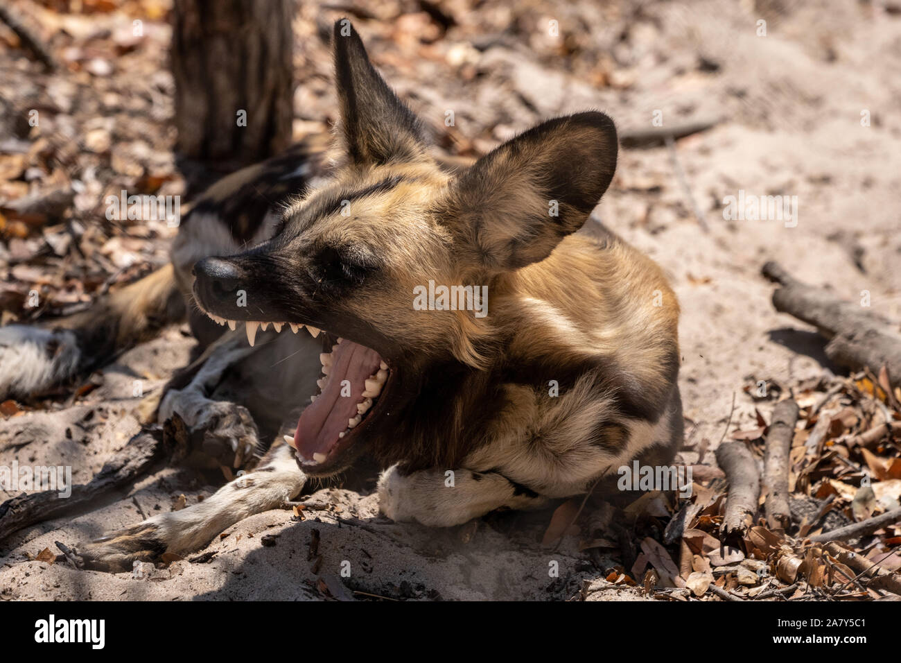 Afrikanischer Wildhund (Lycaon pictus) ‪Hwange Nationalpark Simbabwe Stockfoto