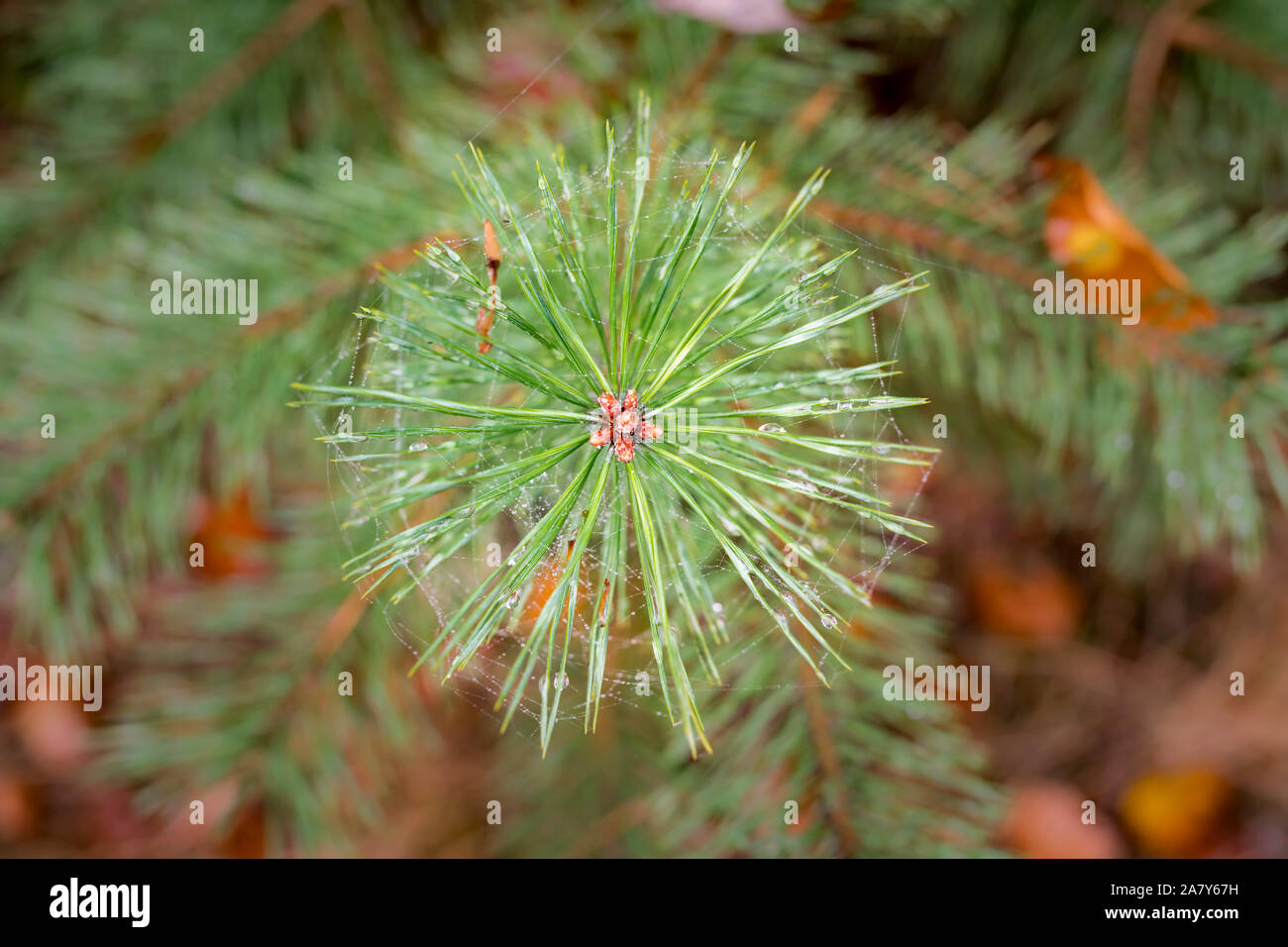 Blick von oben auf ein junger Trieb eine Tanne mit Tautropfen und unscharfen Hintergrund Stockfoto