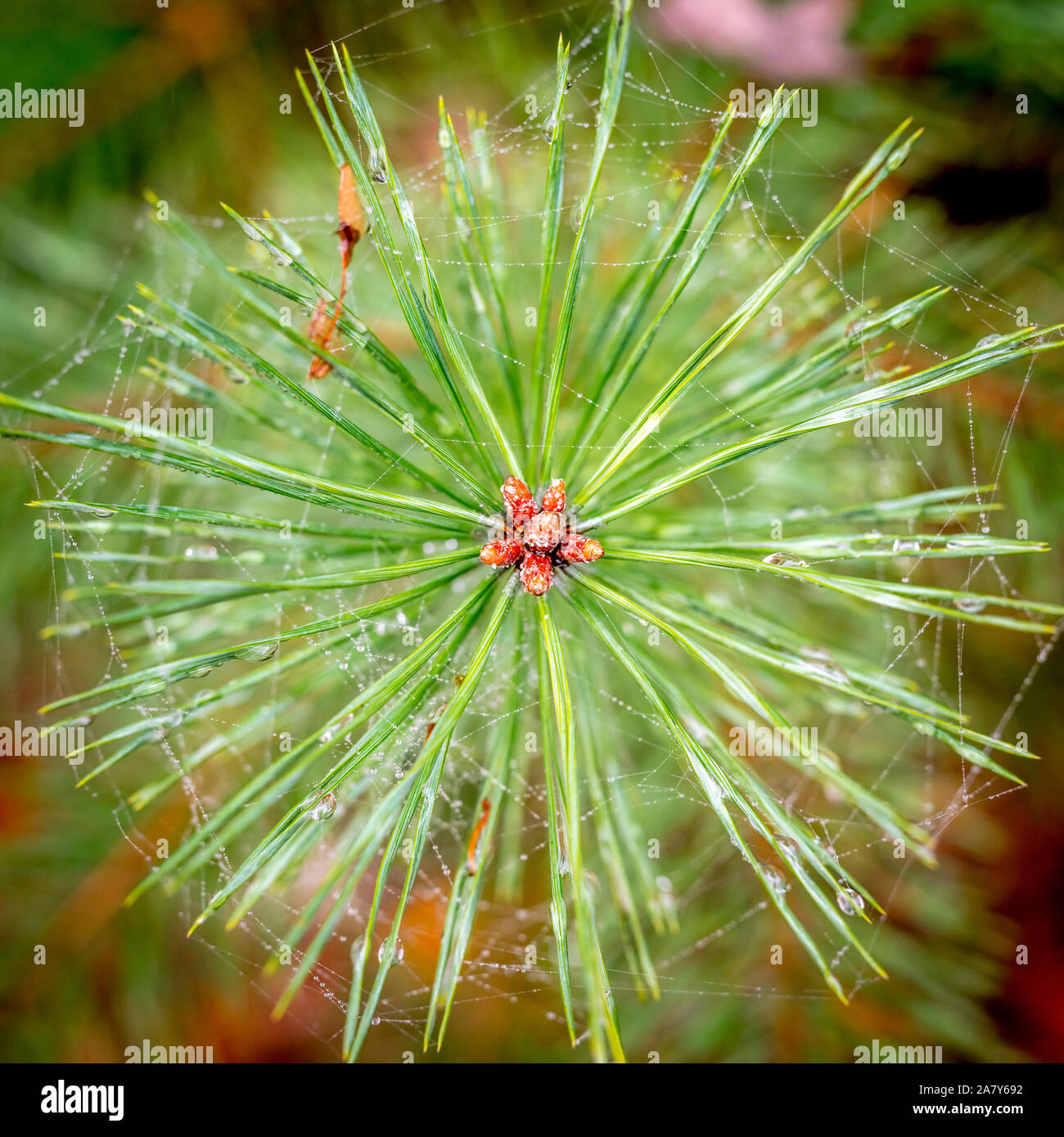 Blick von oben auf ein junger Trieb eine Tanne mit Tautropfen und unscharfen Hintergrund Stockfoto