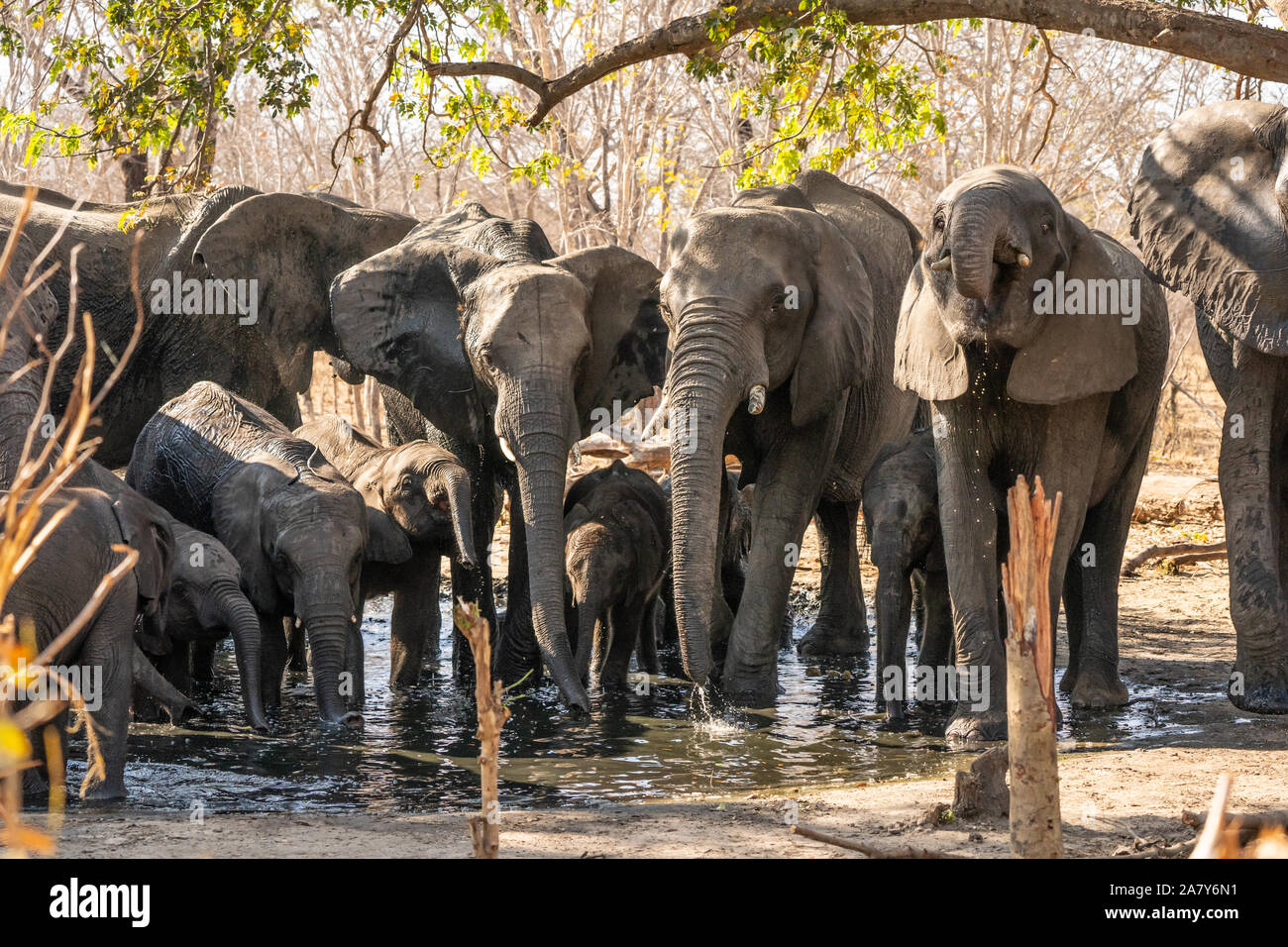 ‪African Elefant Hwange National Park‬ Simbabwe Stockfoto