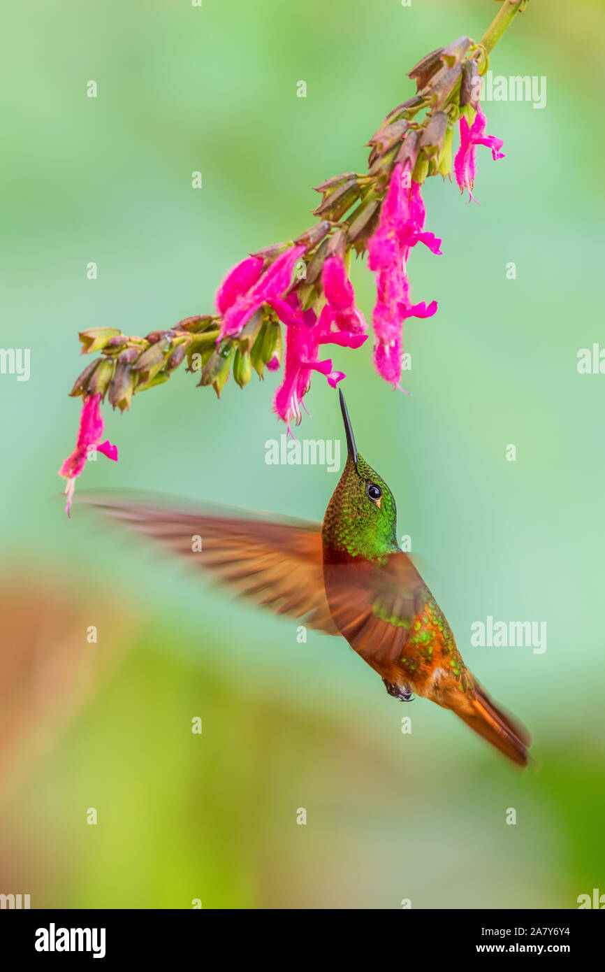 Kastanien-breasted Coronet - Boissonneaua matthewsii, schöne farbige Hummingbird von Andinen Pisten von Südamerika, Ecuador. Stockfoto