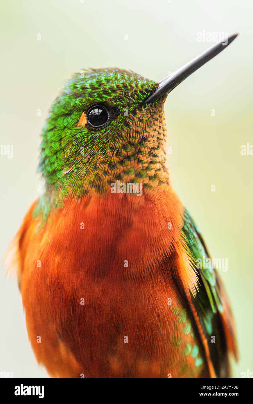 Kastanien-breasted Coronet - Boissonneaua matthewsii, schöne farbige Hummingbird von Andinen Pisten von Südamerika, Ecuador. Stockfoto