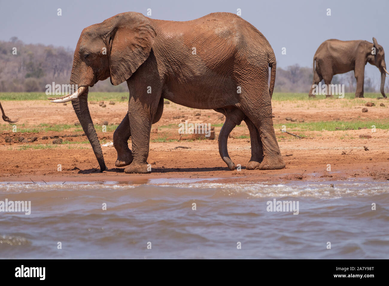 Afrikanische Elefanten erwachsenen männlichen Stockfoto