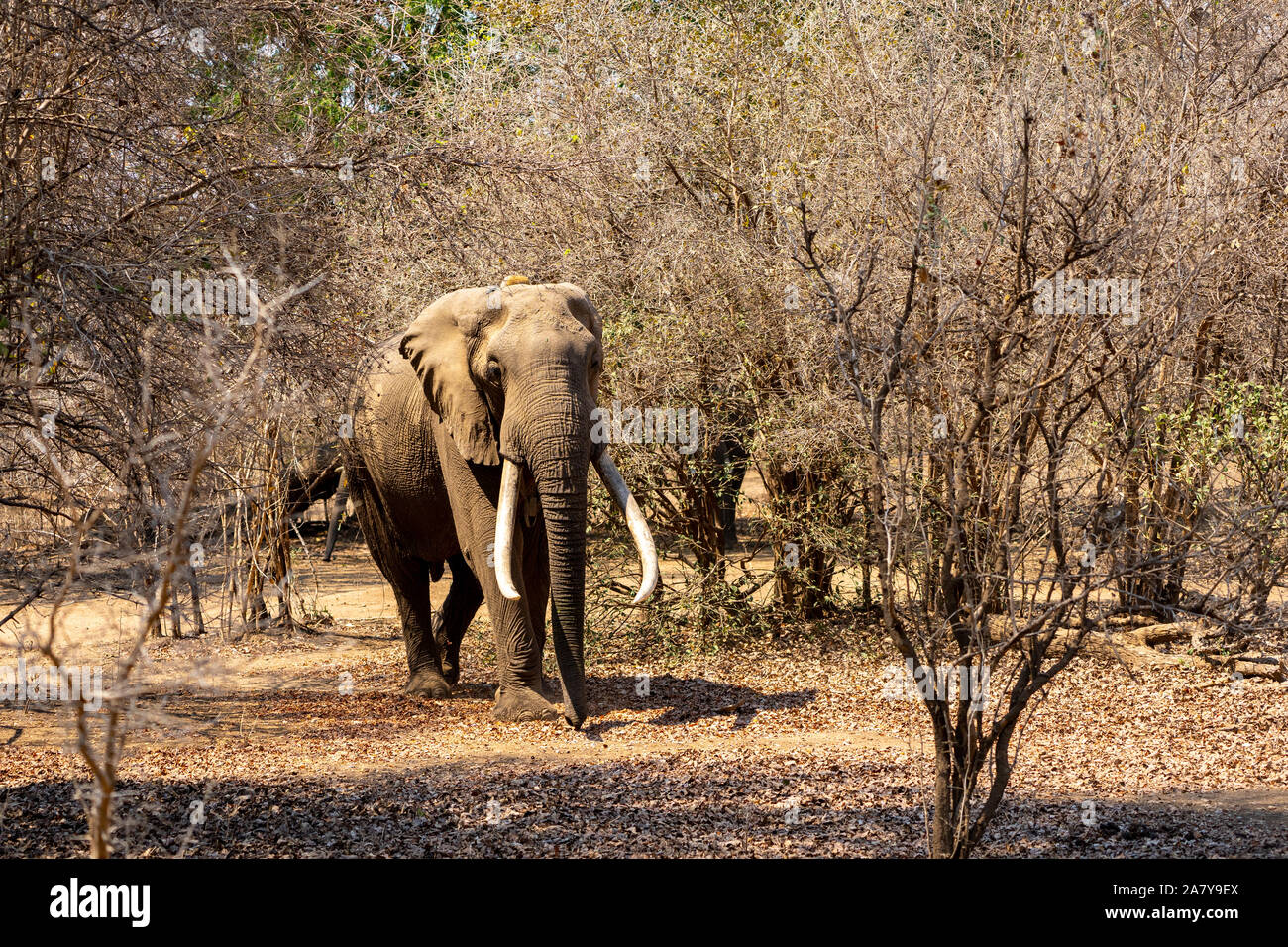 Afrikanische Elefanten erwachsenen männlichen Mana Pools Simbabwe Stockfoto