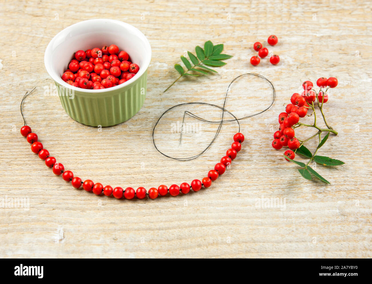 Es wird angenommen, dass die rowanischen Beeren magische Eigenschaften haben, indem sie eine schützende Halskette mit dem Charme der Rowan-Beere bilden. Altes Folklore-Konzept. Helles Naturholz Stockfoto