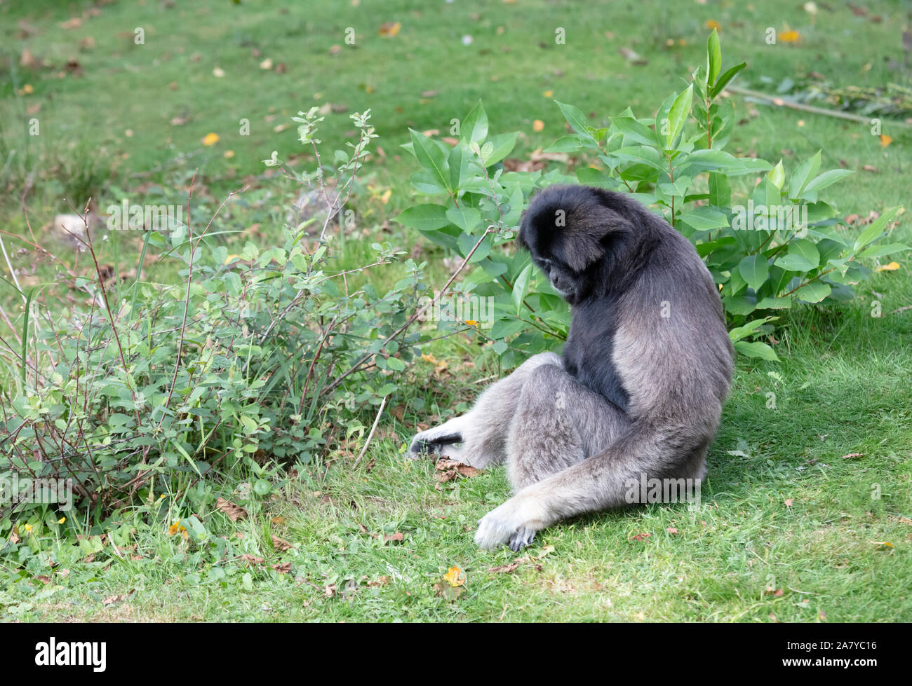 Silbrig Gibbon auf dem Gras, selektiven Fokus Stockfoto