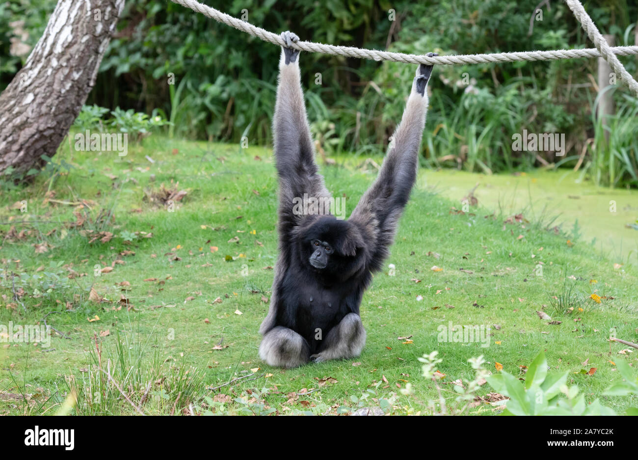 Silbrig Gibbon auf dem Gras, hängend an einem Seil, selektiver Fokus Stockfoto
