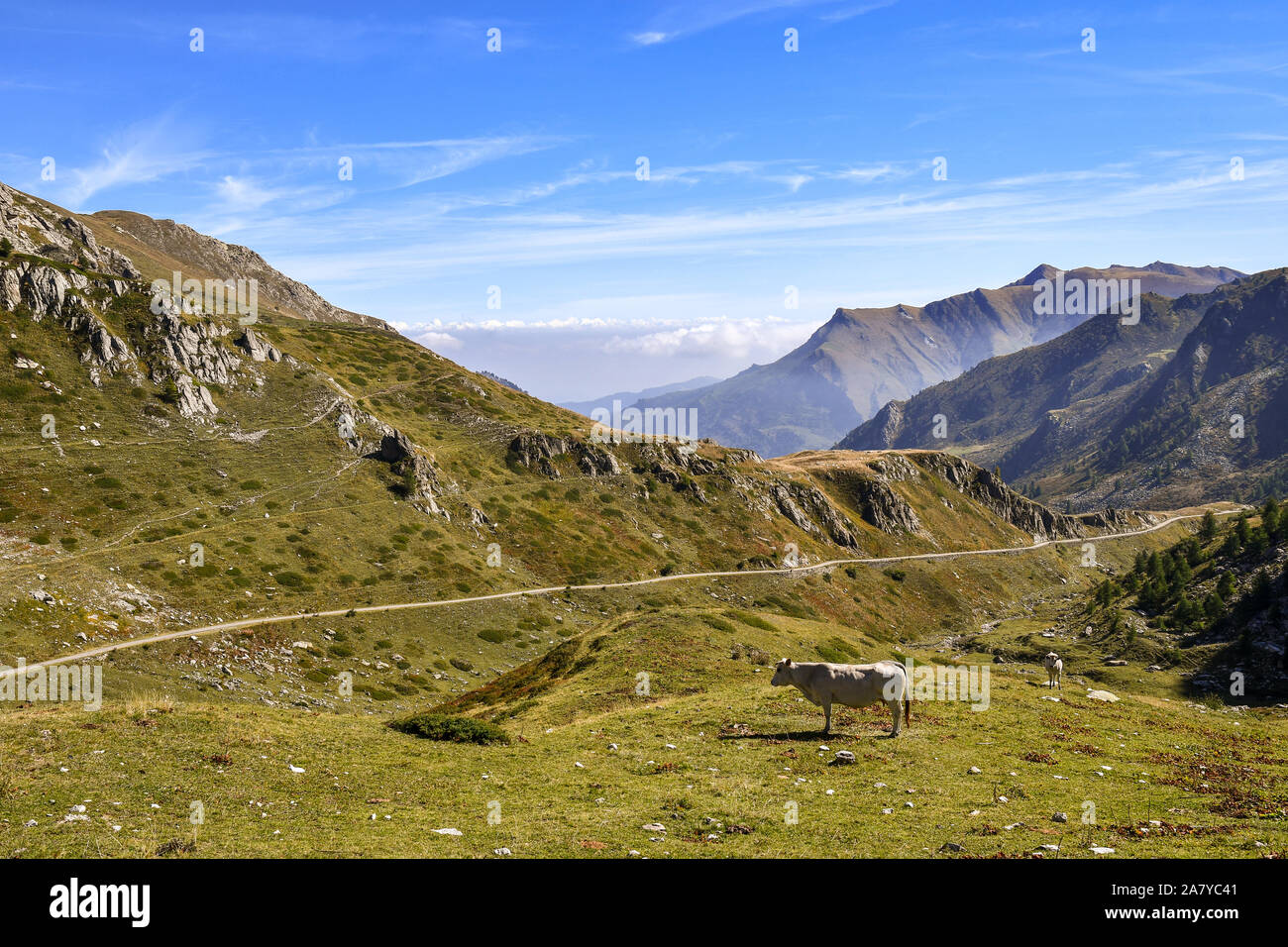 Panorama von den Cottischen Alpen im Piemont (Norditalien) mit Kühen auf der Weide im Spätsommer, Castelmagno produzieren, Grana Tal, Cuneo, Piemont, Italien Stockfoto