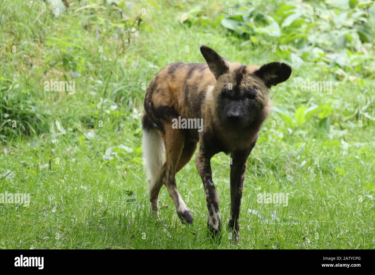 Männliche, Ochi Afrikanischer Wildhund (Lycaon pictus) Stockfoto