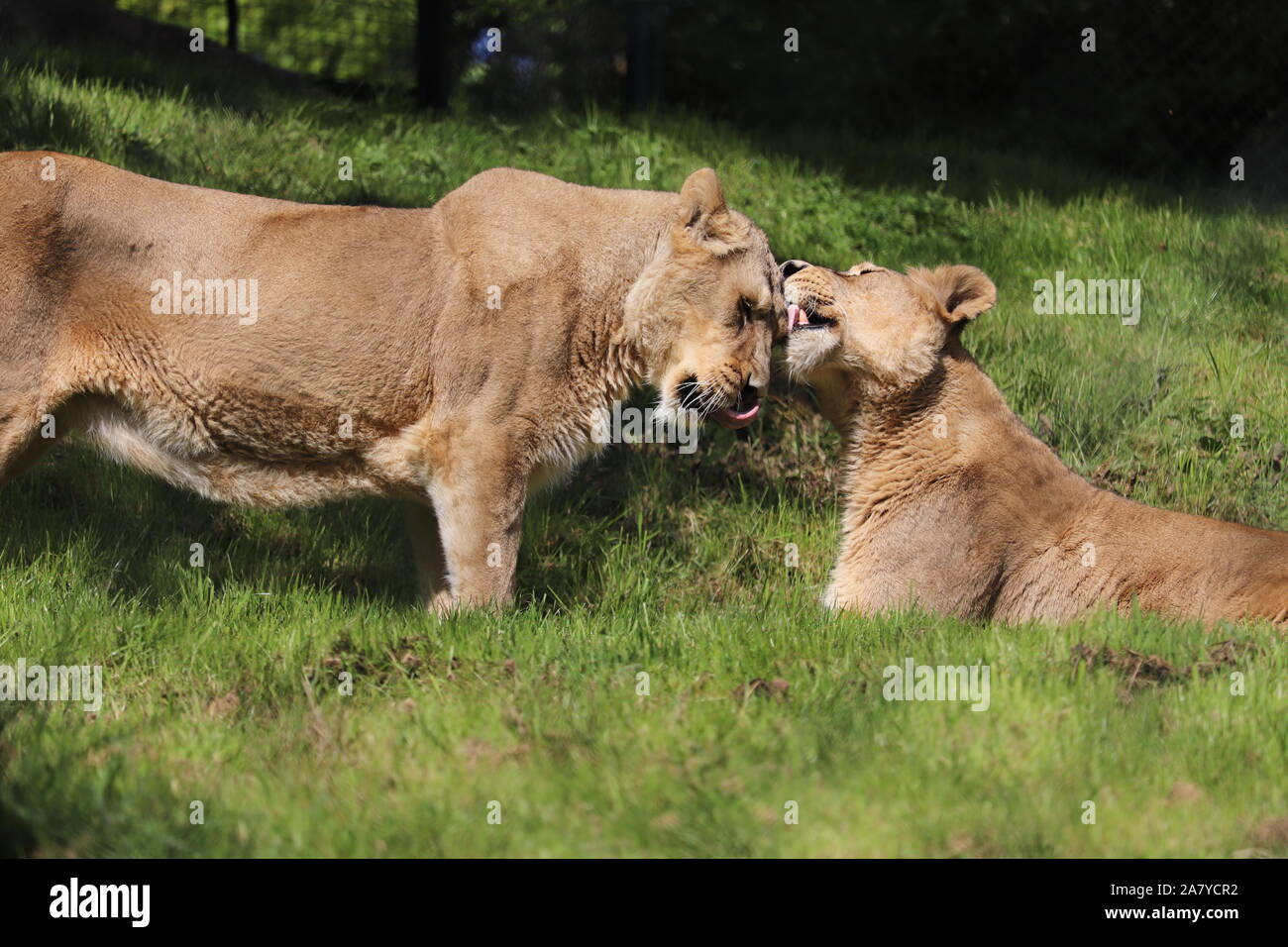 Weibliche asiatische Löwen, Asha & Kyra (Panthera leo persica) Stockfoto