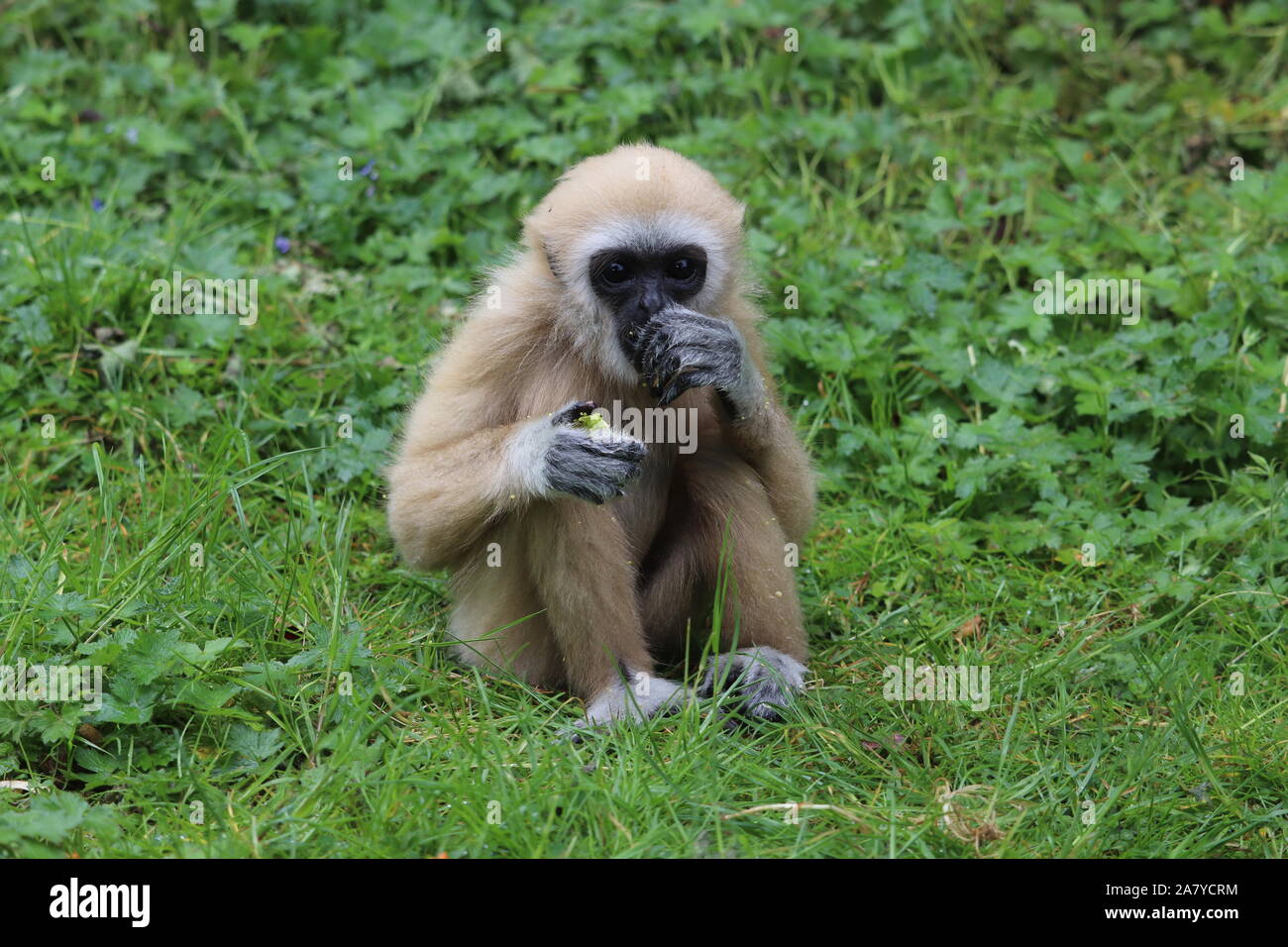 Junge männliche Lar Gibbon, Gary (Hylobates lar) Stockfoto