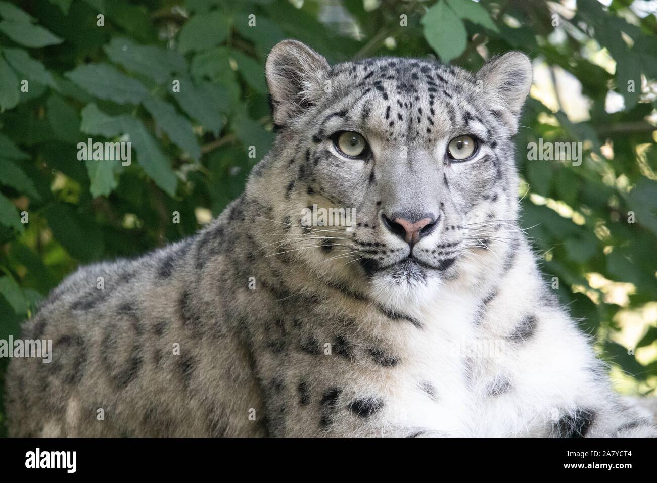 Weibliche Snow Leopard, Taiga (Panthera uncia) Stockfoto
