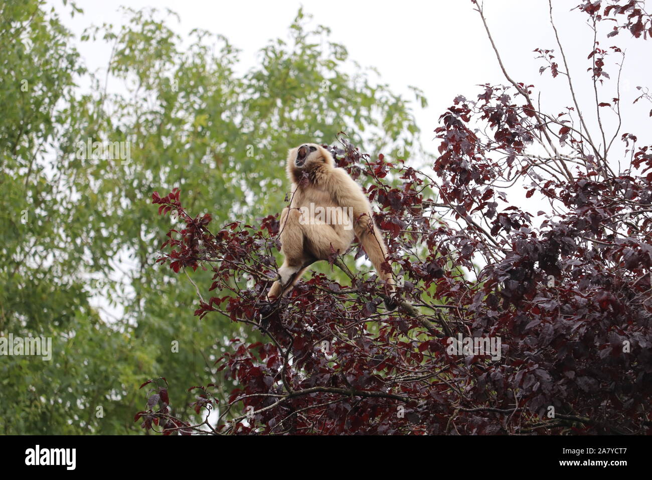 Männliche Lar Gibbon, Huggy (Hylobates lar) Stockfoto