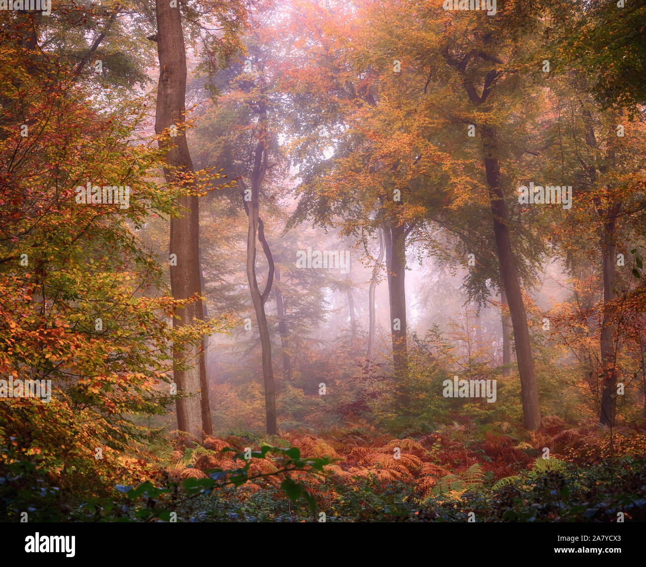 Herbst Buche Waldflächen in den Chilterns, Großbritannien Stockfoto