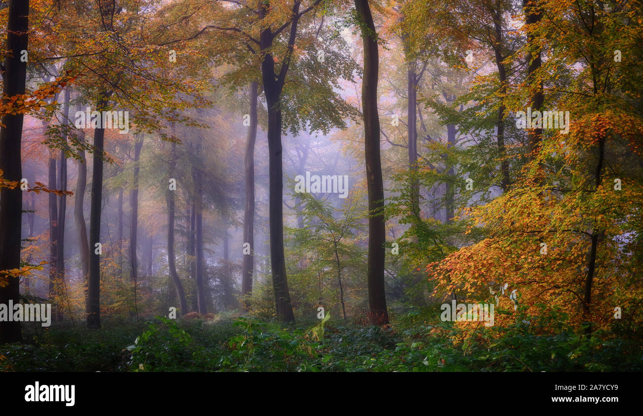 Herbst Buche Waldflächen in den Chilterns, Großbritannien Stockfoto