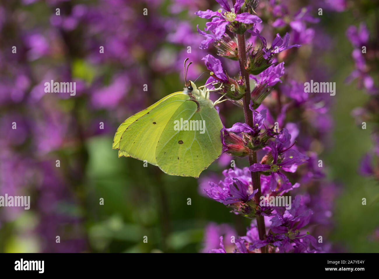 Zitronenfalter, Zitronen-Falter, Männchen, Blütenbesuch ein Gonepteryx rhamni, Blut-Weiderich, Schwefel, Zitronenfalter, männlich, Le Citron Stockfoto