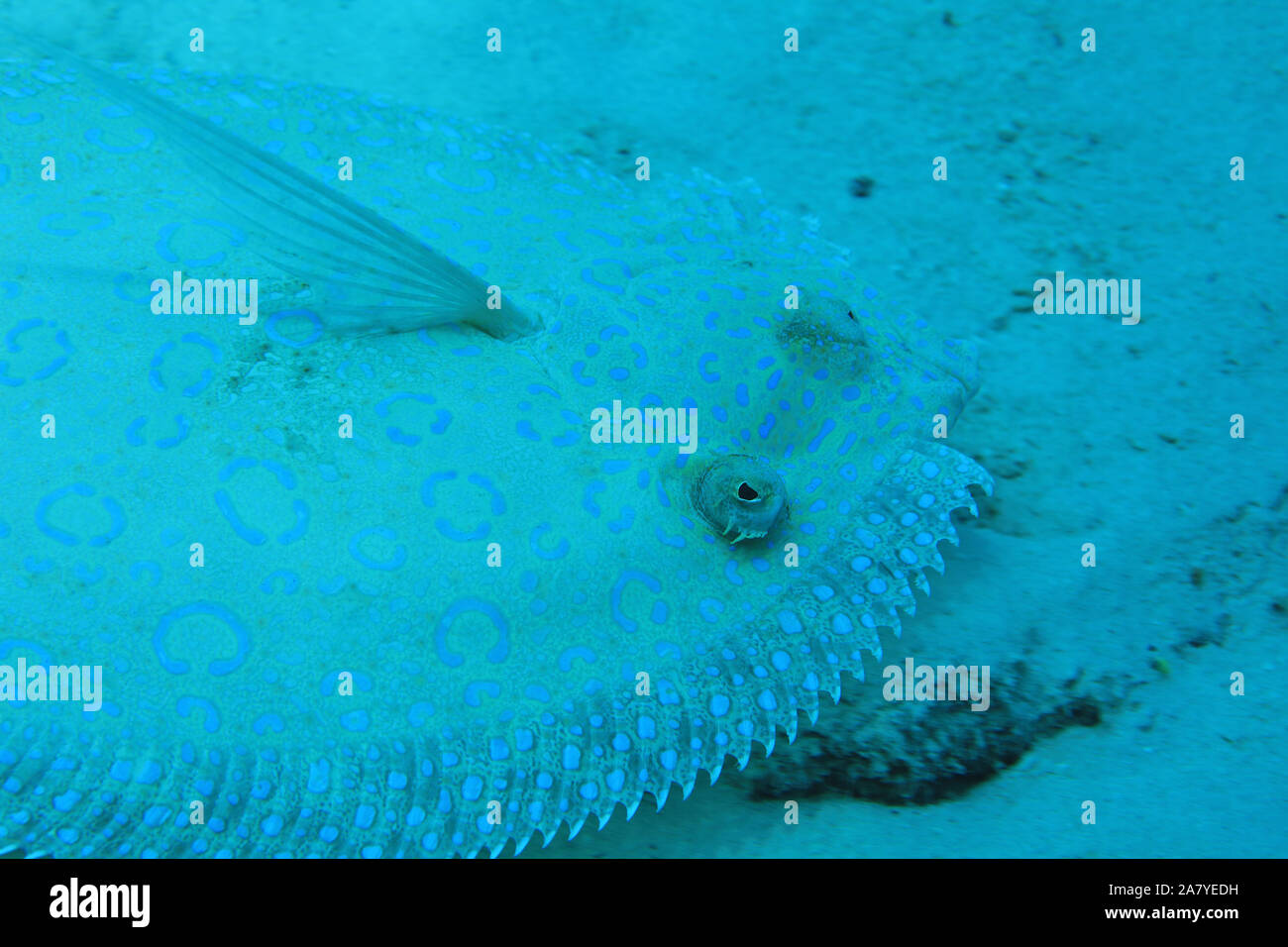 Peacock fisch Flunder (Bothus lunatus) auf sandigen Boden der Karibik getarnt Stockfoto